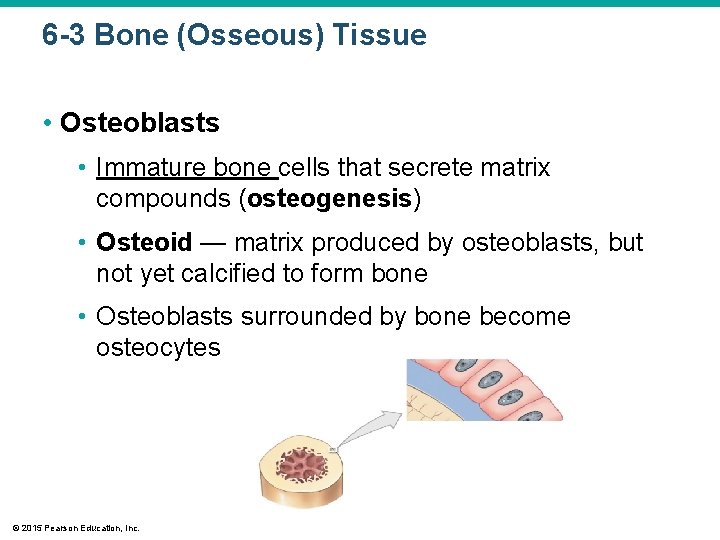 6 -3 Bone (Osseous) Tissue • Osteoblasts • Immature bone cells that secrete matrix