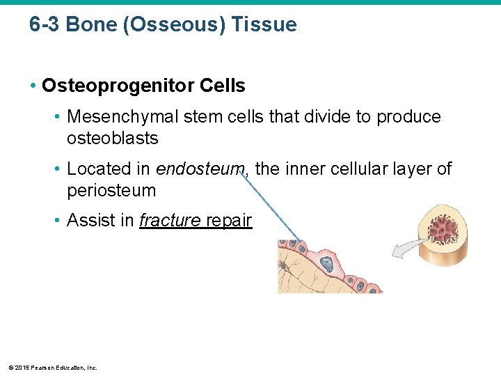 6 -3 Bone (Osseous) Tissue • Osteoprogenitor Cells • Mesenchymal stem cells that divide