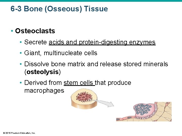 6 -3 Bone (Osseous) Tissue • Osteoclasts • Secrete acids and protein-digesting enzymes •