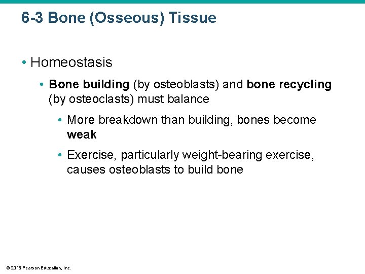6 -3 Bone (Osseous) Tissue • Homeostasis • Bone building (by osteoblasts) and bone