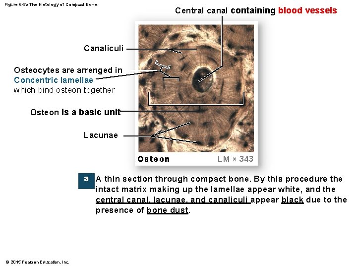 Figure 6 -5 a The Histology of Compact Bone. Central canal containing blood vessels