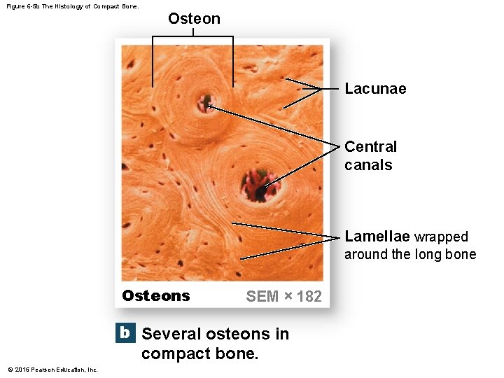 Figure 6 -5 b The Histology of Compact Bone. Osteon Lacunae Central canals Lamellae