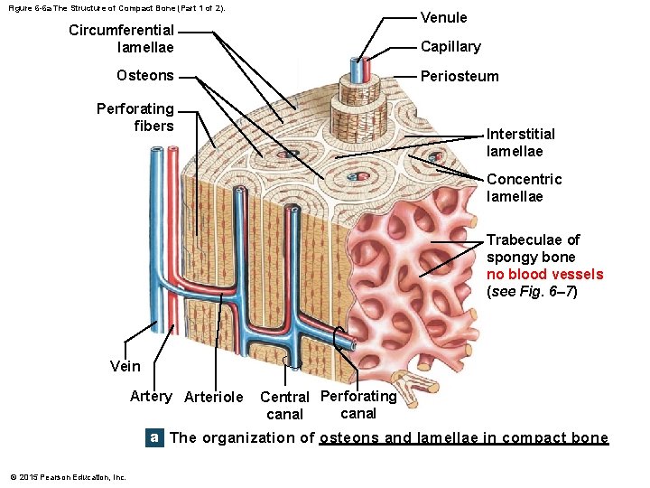 Figure 6 -6 a The Structure of Compact Bone (Part 1 of 2). Venule