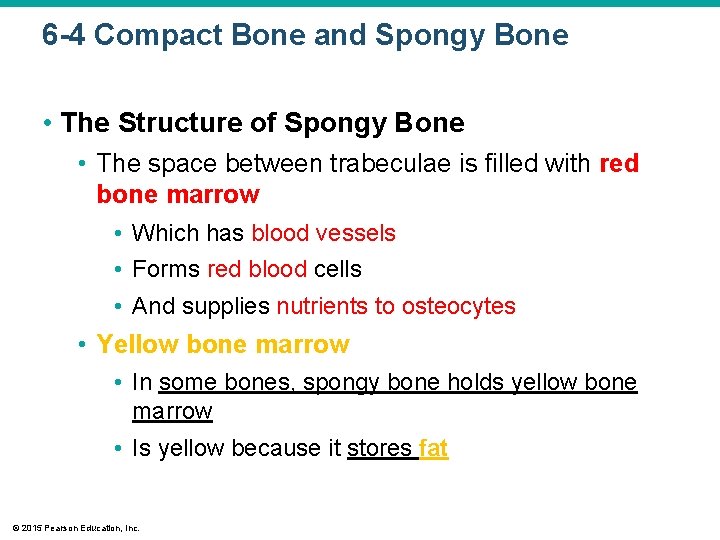 6 -4 Compact Bone and Spongy Bone • The Structure of Spongy Bone •