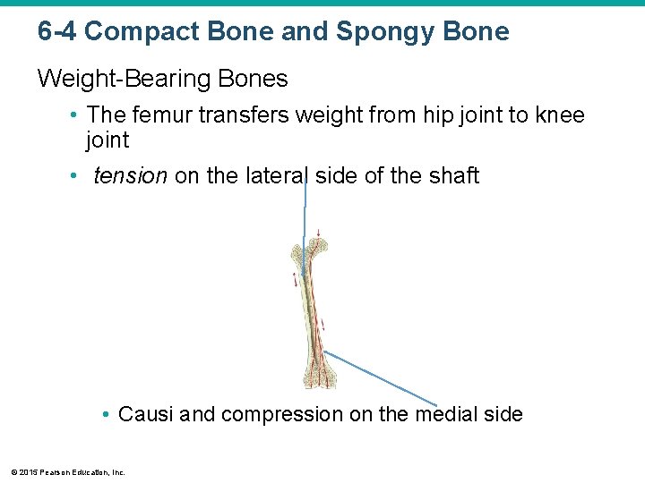 6 -4 Compact Bone and Spongy Bone Weight-Bearing Bones • The femur transfers weight