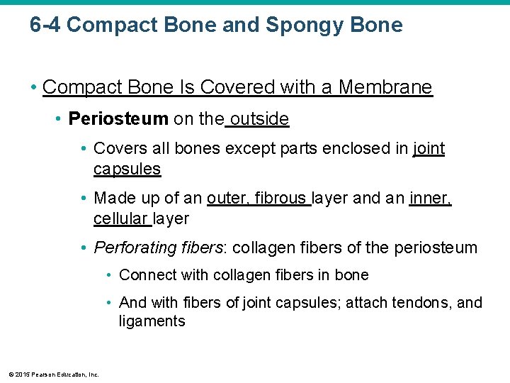 6 -4 Compact Bone and Spongy Bone • Compact Bone Is Covered with a