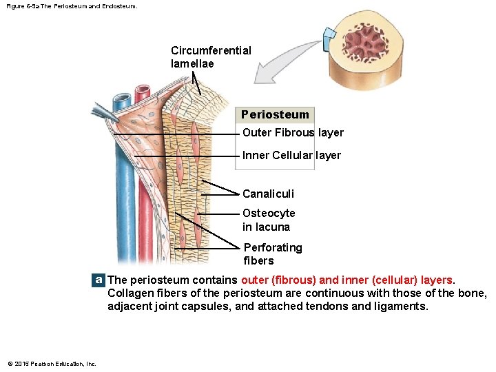 Figure 6 -9 a The Periosteum and Endosteum. Circumferential lamellae Periosteum Outer Fibrous layer