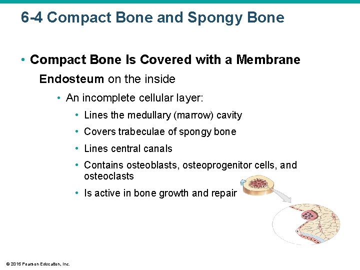 6 -4 Compact Bone and Spongy Bone • Compact Bone Is Covered with a