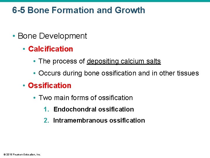 6 -5 Bone Formation and Growth • Bone Development • Calcification • The process