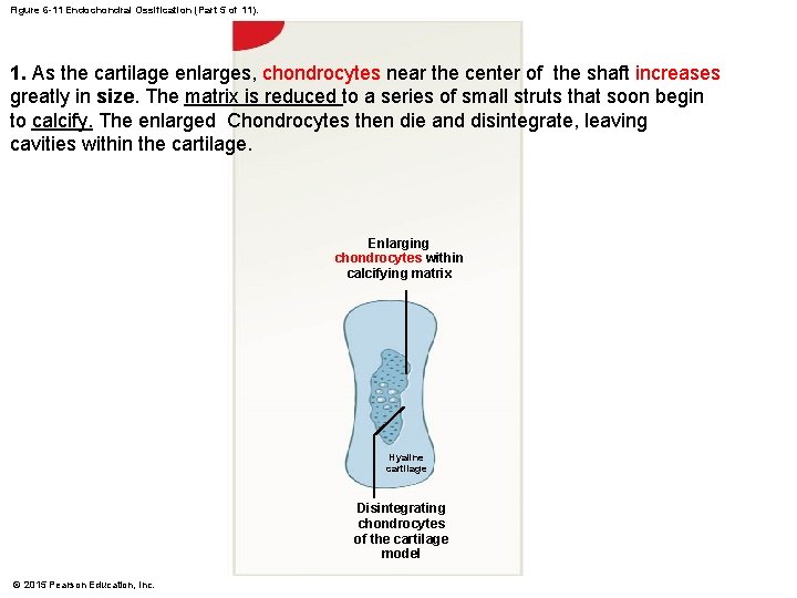 Figure 6 -11 Endochondral Ossification (Part 5 of 11). 1. As the cartilage enlarges,