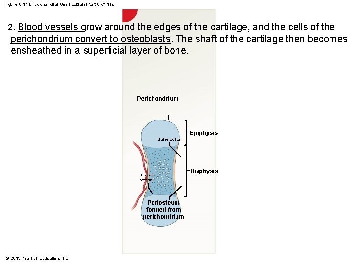 Figure 6 -11 Endochondral Ossification (Part 6 of 11). 2. Blood vessels grow around