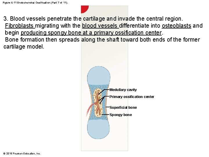 Figure 6 -11 Endochondral Ossification (Part 7 of 11). 3. Blood vessels penetrate the