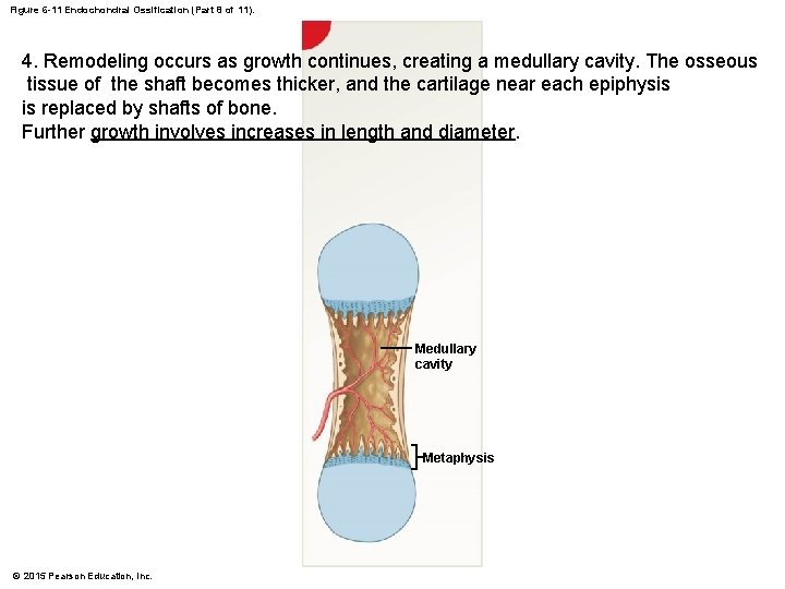 Figure 6 -11 Endochondral Ossification (Part 8 of 11). 4. Remodeling occurs as growth