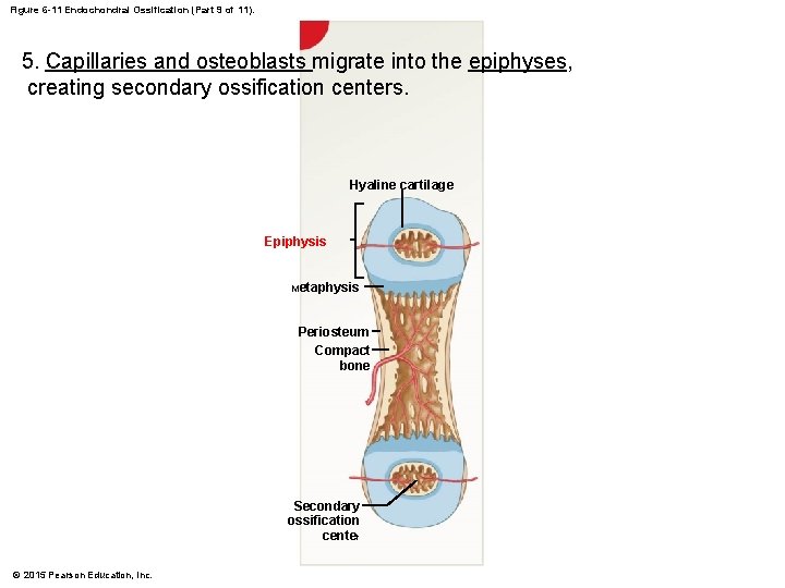 Figure 6 -11 Endochondral Ossification (Part 9 of 11). 5. Capillaries and osteoblasts migrate