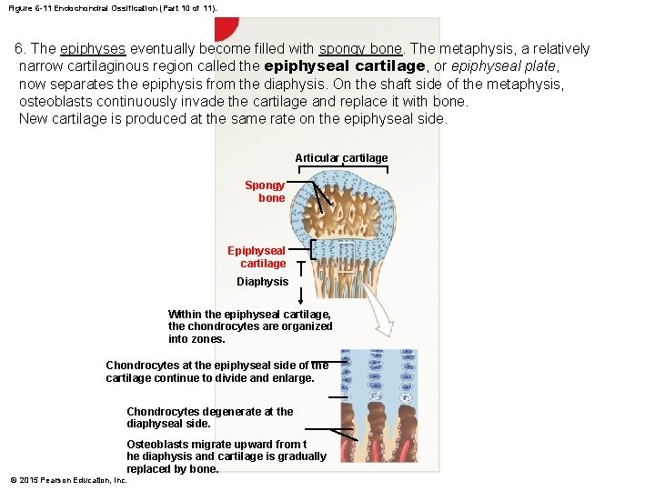 Figure 6 -11 Endochondral Ossification (Part 10 of 11). 6. The epiphyses eventually become