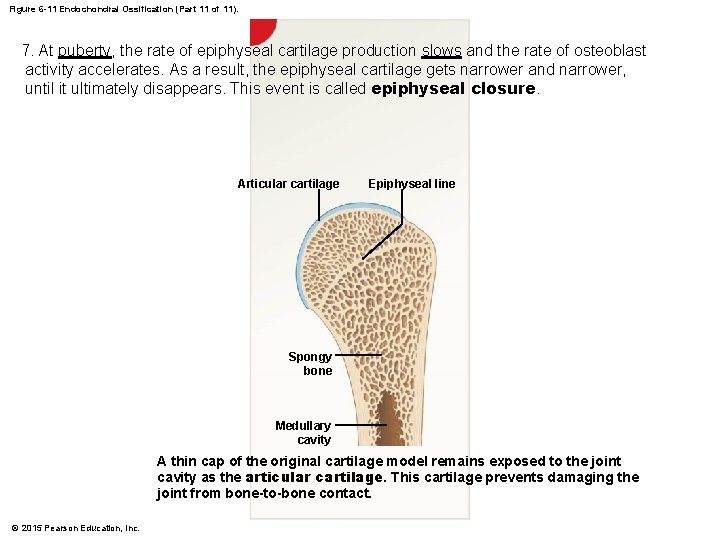 Figure 6 -11 Endochondral Ossification (Part 11 of 11). 7. At puberty, the rate