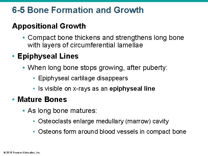 6 -5 Bone Formation and Growth Appositional Growth • Compact bone thickens and strengthens