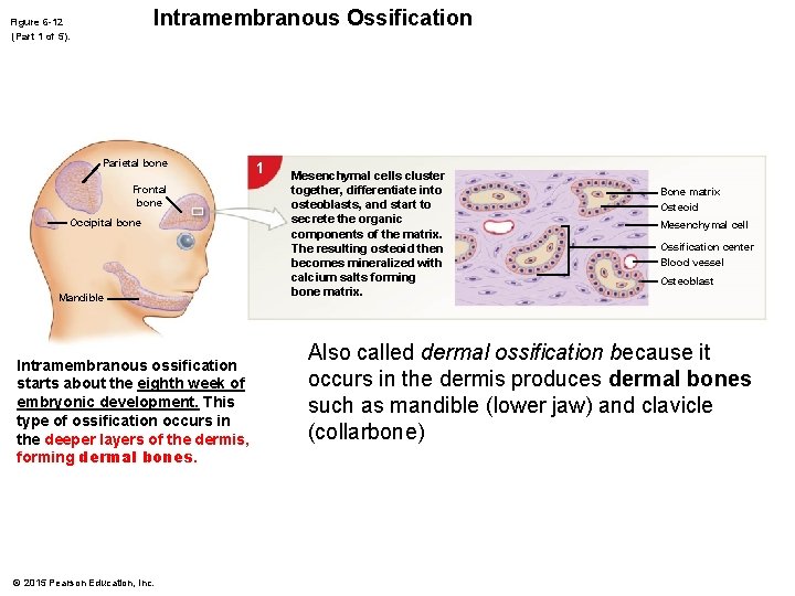 Intramembranous Ossification Figure 6 -12 (Part 1 of 5). Parietal bone Frontal bone Occipital