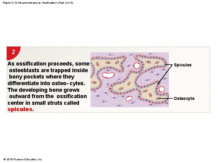 Figure 6 -12 Intramembranous Ossification (Part 2 of 5). 2 As ossification proceeds, some