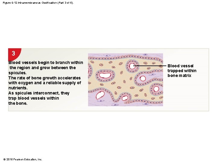 Figure 6 -12 Intramembranous Ossification (Part 3 of 5). 3 Blood vessels begin to