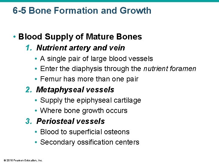 6 -5 Bone Formation and Growth • Blood Supply of Mature Bones 1. Nutrient