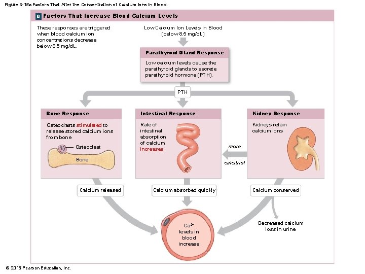 Figure 6 -15 a Factors That Alter the Concentration of Calcium Ions in Blood.