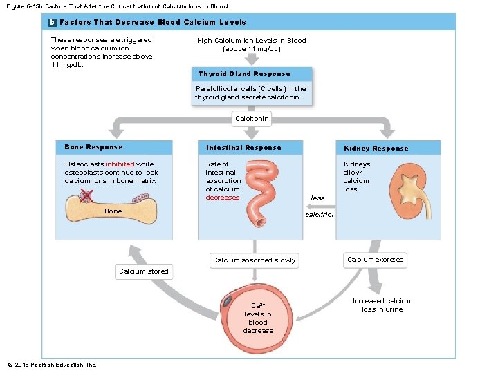 Figure 6 -15 b Factors That Alter the Concentration of Calcium Ions in Blood.