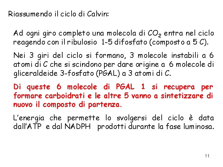 Riassumendo il ciclo di Calvin: Ad ogni giro completo una molecola di CO 2