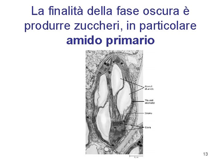 La finalità della fase oscura è produrre zuccheri, in particolare amido primario 13 