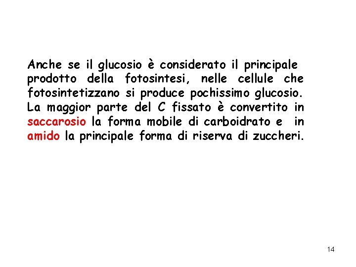 Anche se il glucosio è considerato il principale prodotto della fotosintesi, nelle cellule che