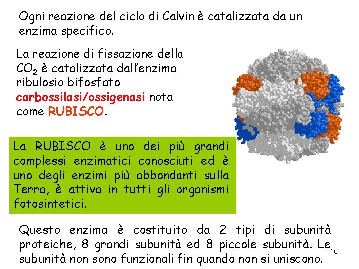 Ogni reazione del ciclo di Calvin è catalizzata da un enzima specifico. La reazione