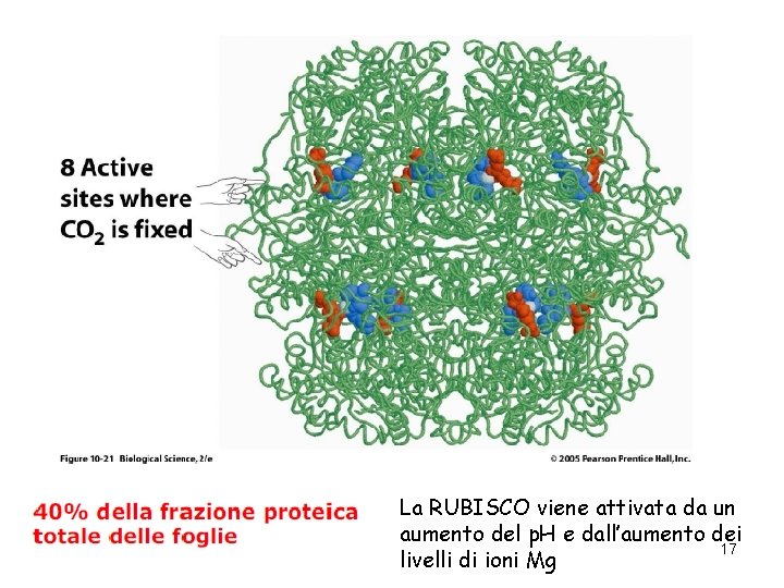 La RUBISCO viene attivata da un aumento del p. H e dall’aumento dei 17