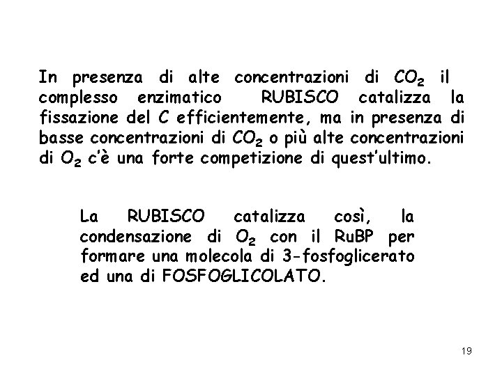 In presenza di alte concentrazioni di CO 2 il complesso enzimatico RUBISCO catalizza la