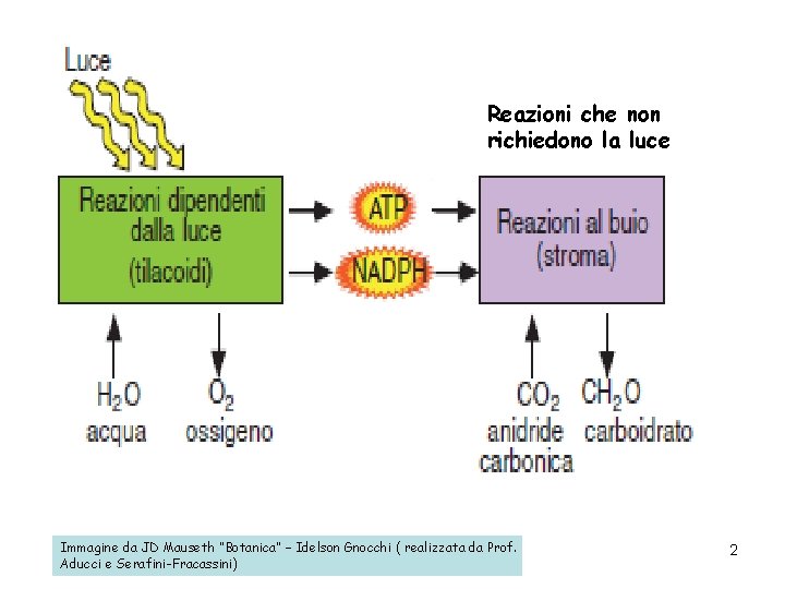 Reazioni che non richiedono la luce Immagine da JD Mauseth “Botanica” – Idelson Gnocchi