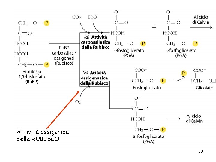 Attività ossigenica della RUBISCO 20 