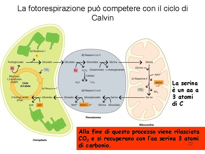 La fotorespirazione può competere con il ciclo di Calvin La serina è un aa