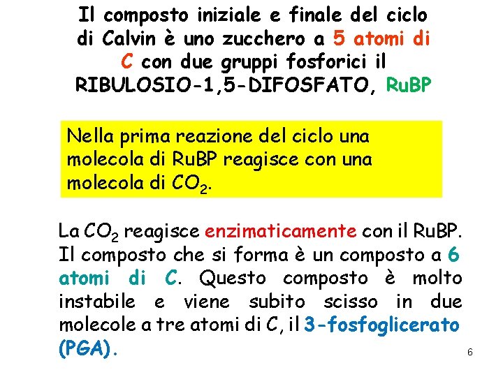 Il composto iniziale e finale del ciclo di Calvin è uno zucchero a 5