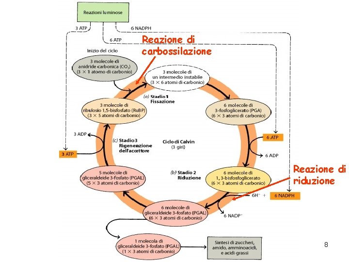 Reazione di carbossilazione Reazione di riduzione 8 