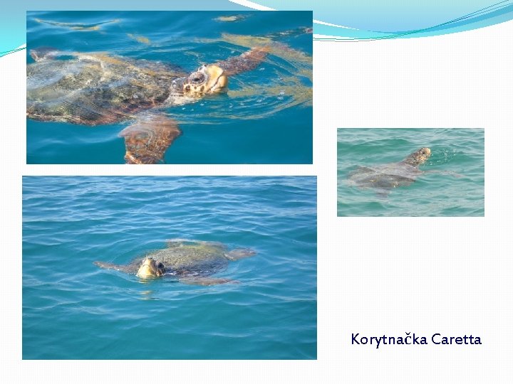 Korytnačka Caretta 