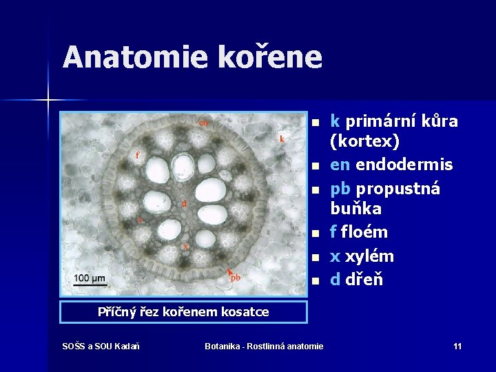 Anatomie kořene n n n k primární kůra (kortex) en endodermis pb propustná buňka