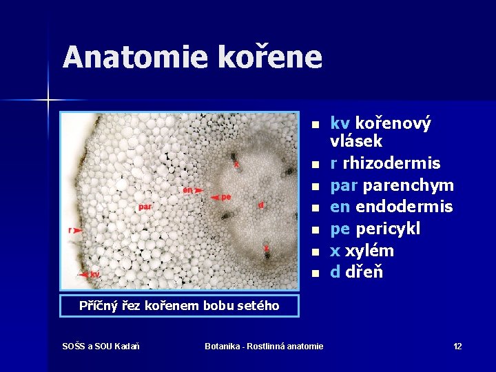 Anatomie kořene n n n n kv kořenový vlásek r rhizodermis parenchym en endodermis