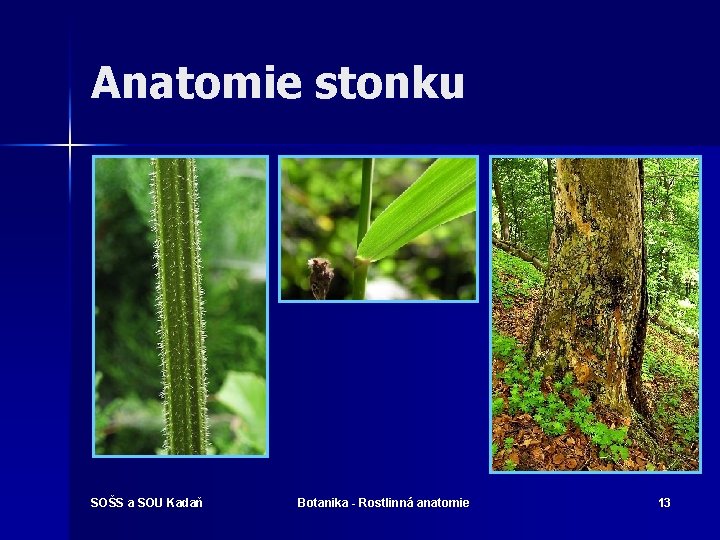 Anatomie stonku SOŠS a SOU Kadaň Botanika - Rostlinná anatomie 13 
