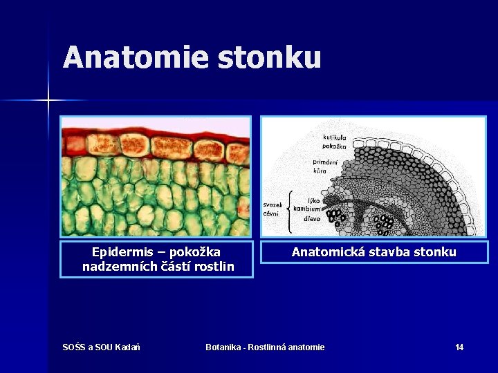 Anatomie stonku Epidermis – pokožka nadzemních částí rostlin SOŠS a SOU Kadaň Anatomická stavba