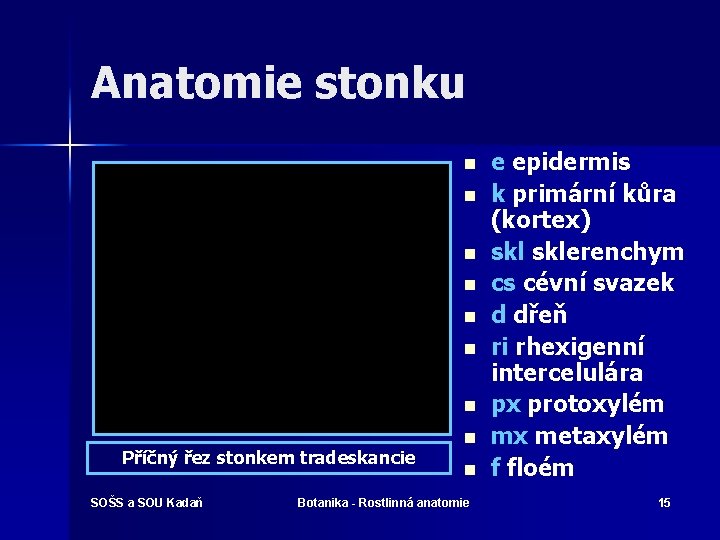 Anatomie stonku n n n n Příčný řez stonkem tradeskancie SOŠS a SOU Kadaň