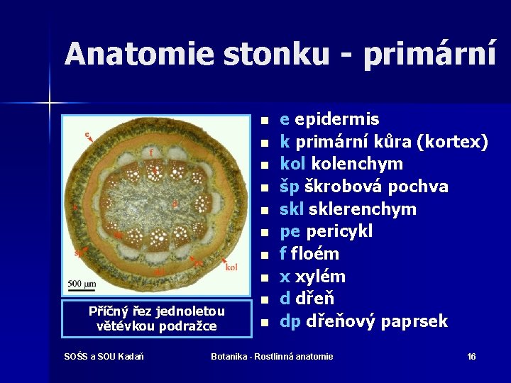 Anatomie stonku - primární n n n n Příčný řez jednoletou větévkou podražce SOŠS