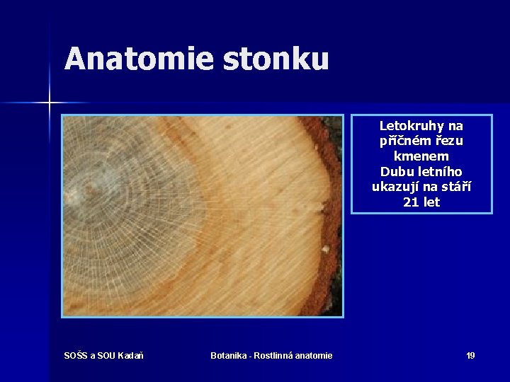 Anatomie stonku Letokruhy na příčném řezu kmenem Dubu letního ukazují na stáří 21 let