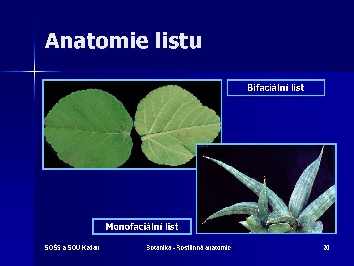 Anatomie listu Bifaciální list Monofaciální list SOŠS a SOU Kadaň Botanika - Rostlinná anatomie