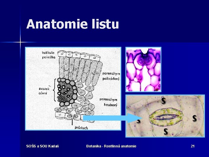 Anatomie listu SOŠS a SOU Kadaň Botanika - Rostlinná anatomie 21 