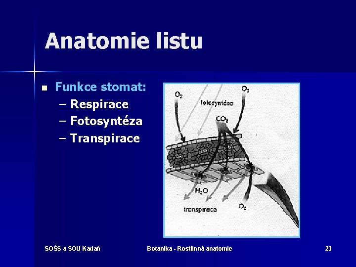 Anatomie listu n Funkce stomat: – Respirace – Fotosyntéza – Transpirace SOŠS a SOU