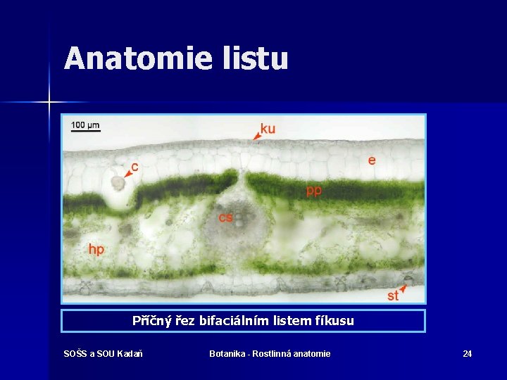 Anatomie listu Příčný řez bifaciálním listem fíkusu SOŠS a SOU Kadaň Botanika - Rostlinná